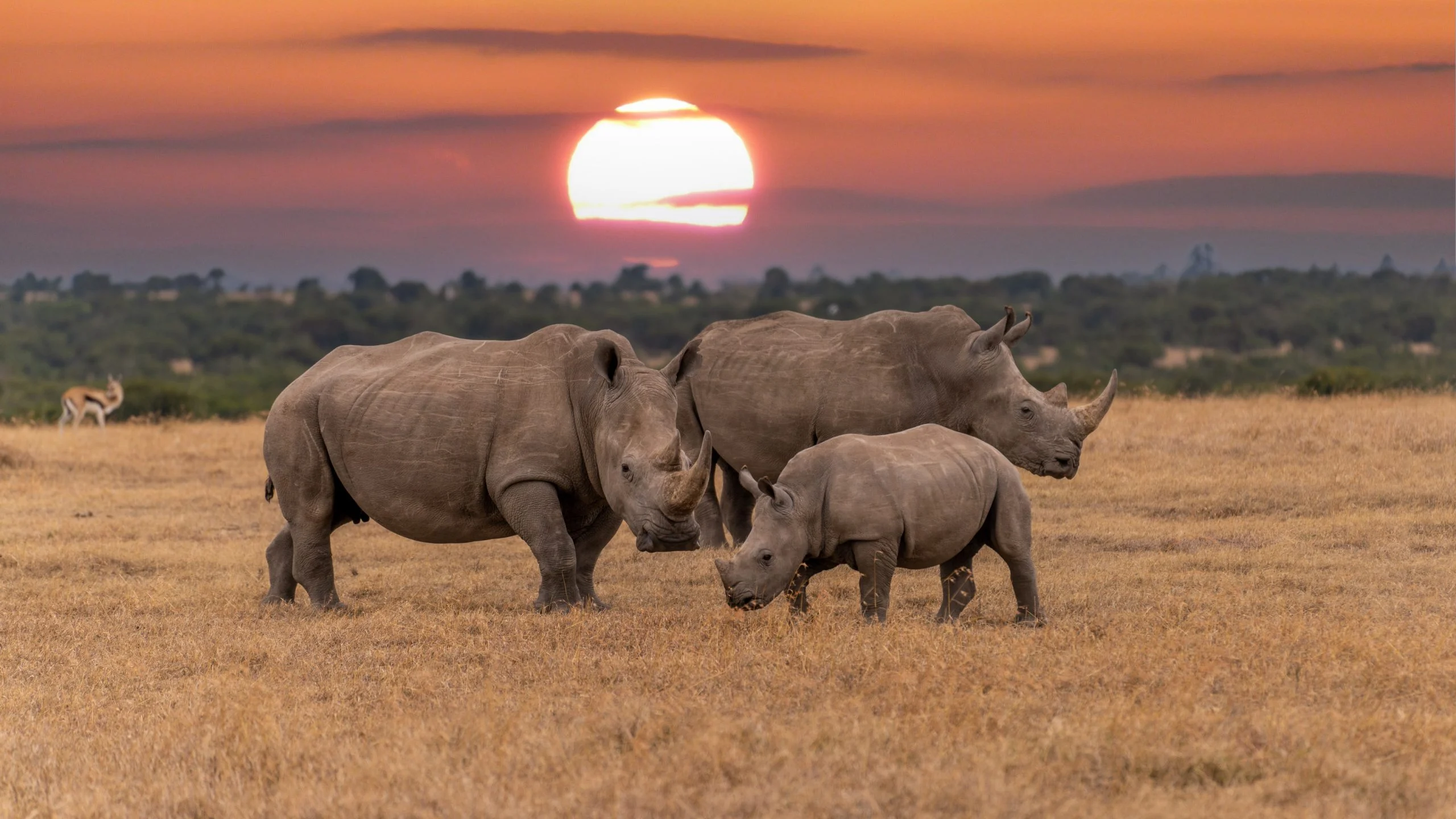 Rhinos in Africa, highlighting the importance of wildlife conservation