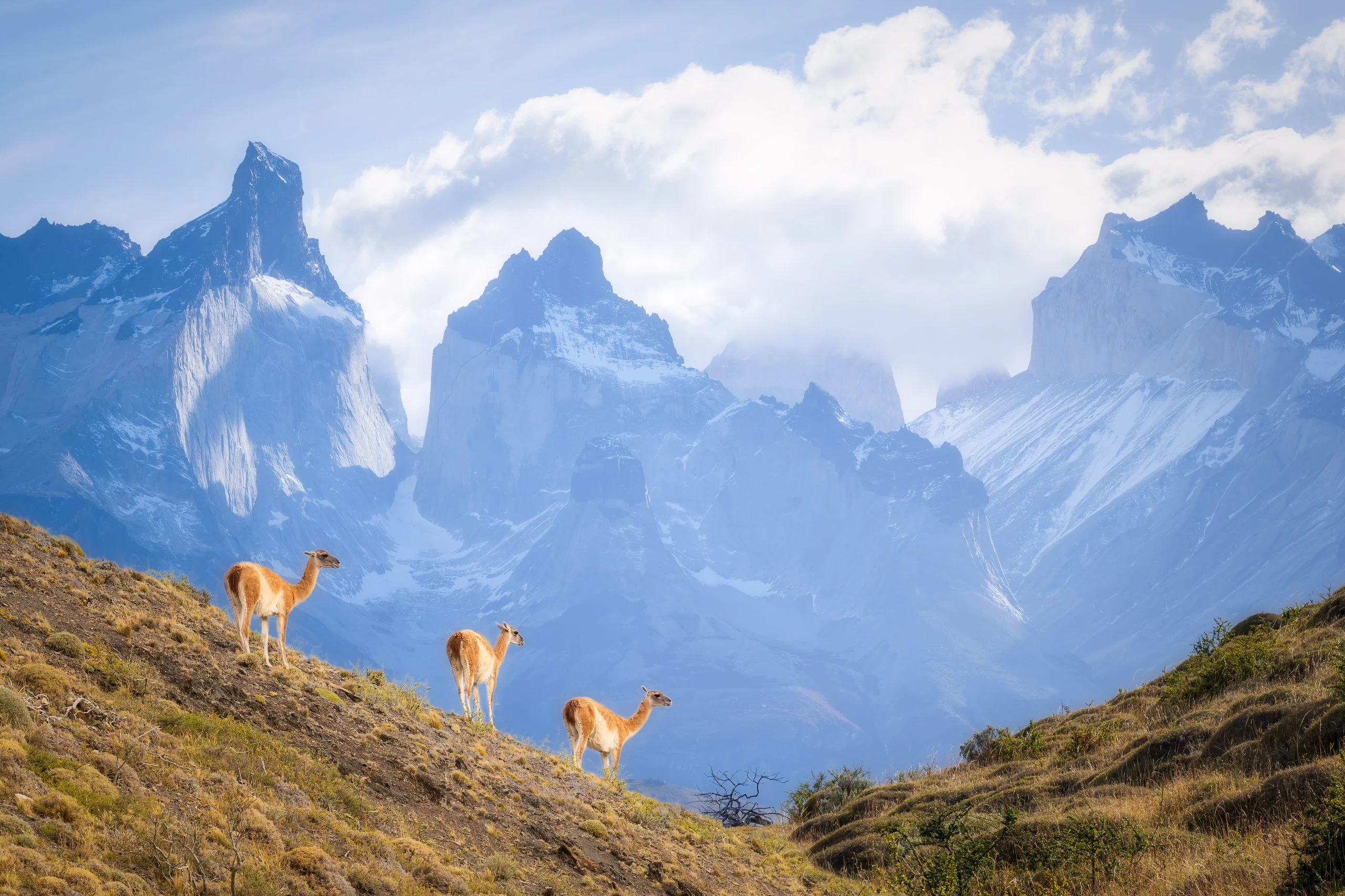 Guanaco below the peaks of Torres del Paine, Patagonia