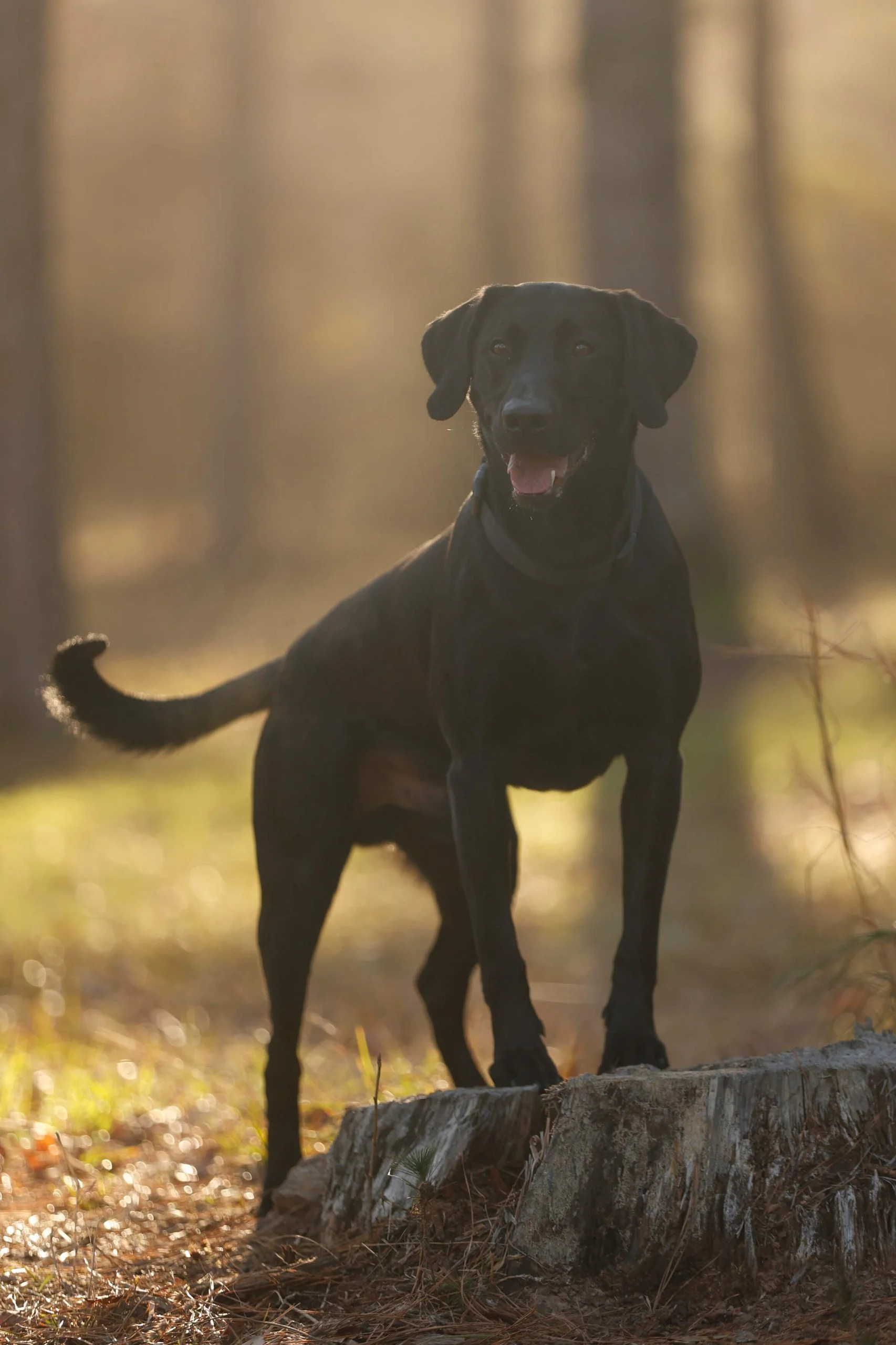 Chip, black Labrador