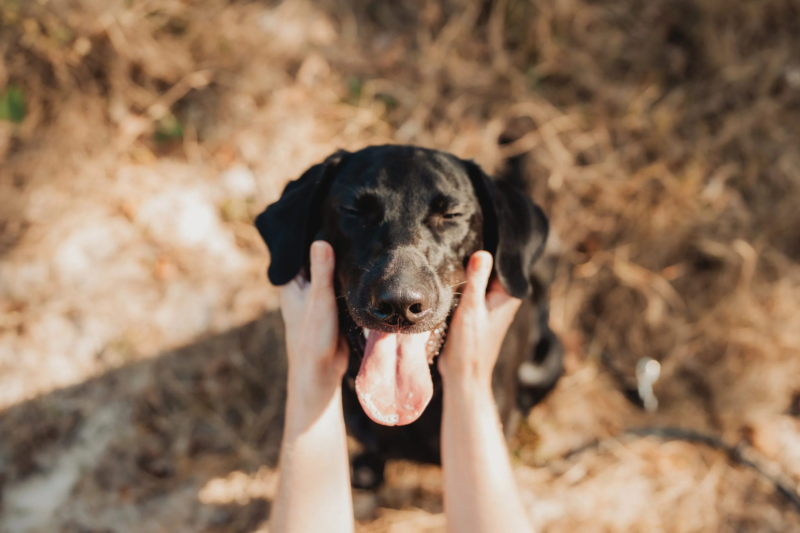 Hands cradling the face of a black Labrador