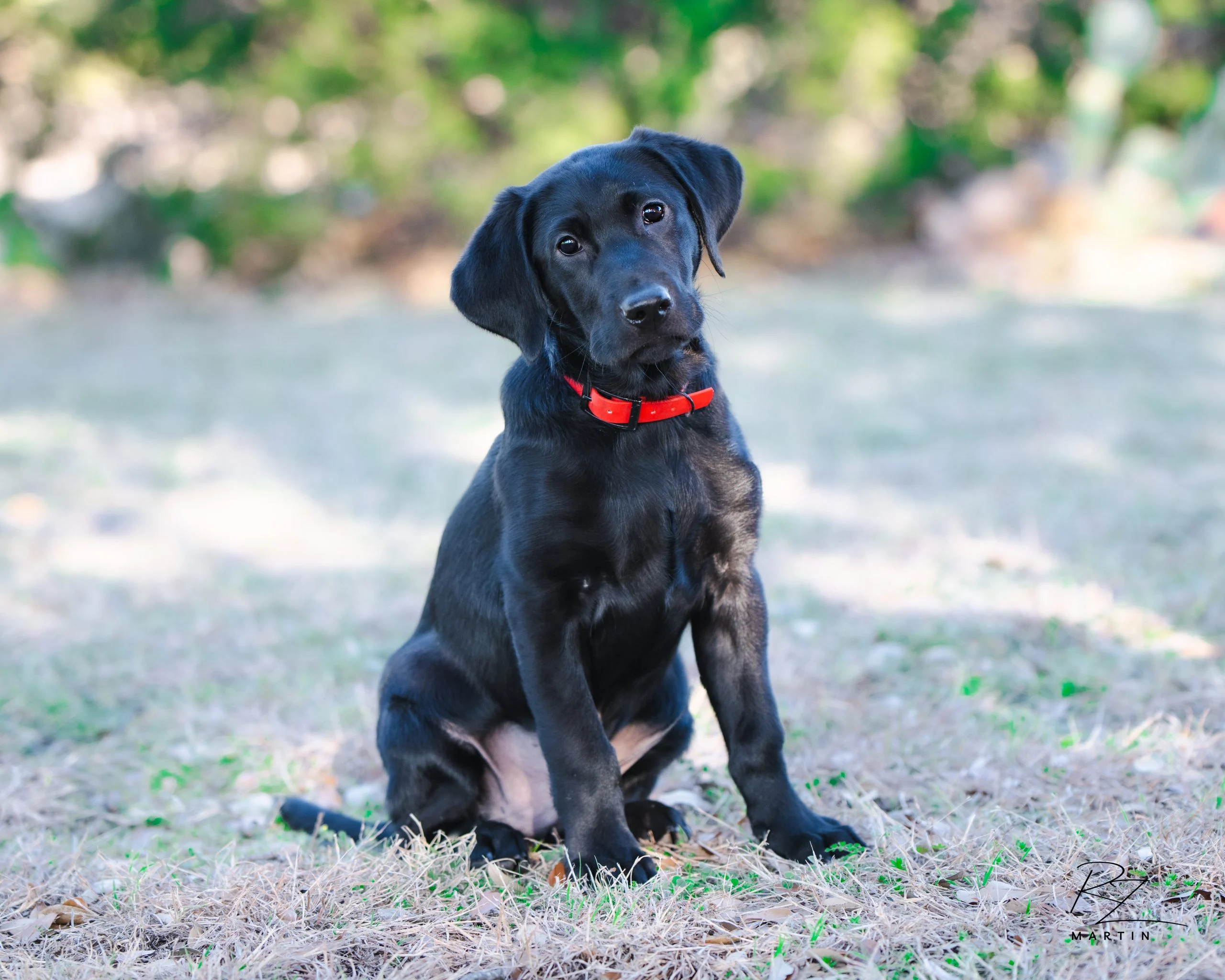 Atlas, black Labrador puppy