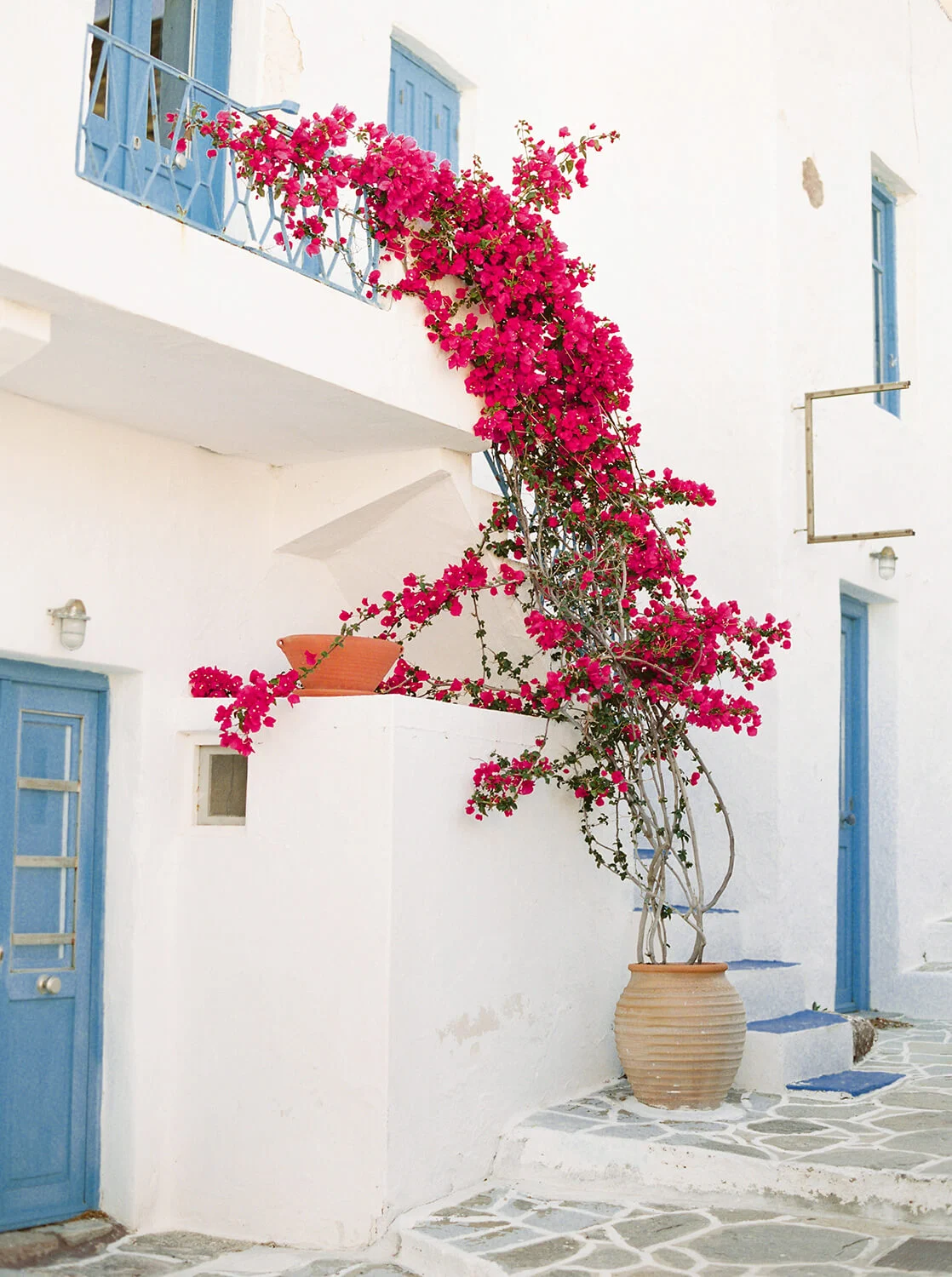 Bougainvillea on a whitewashed wall